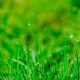 macro photography of green grass field