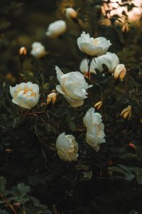 white petaled flowers