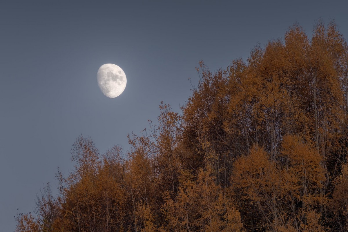 moon over brown trees
