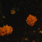 close up shot of marigold flowers in bloom